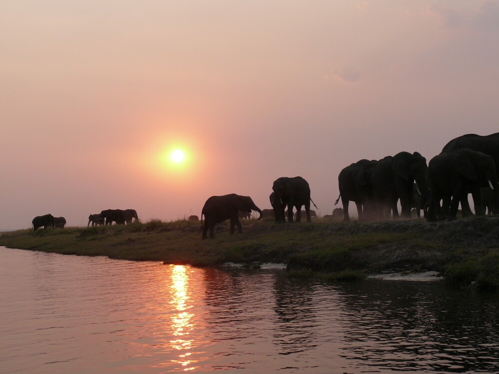 Safari, Botswana