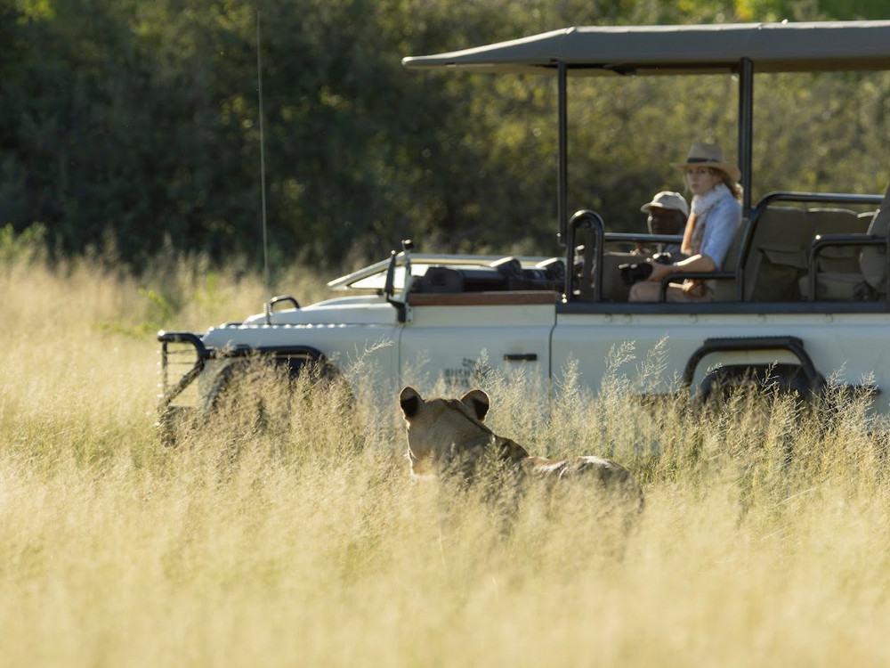 Lion in long grass with safari vehicle close behind